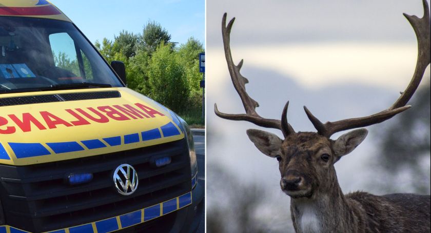 Wypadek w Dobiegniewie. KIA Sportage uderzyła w jelenia