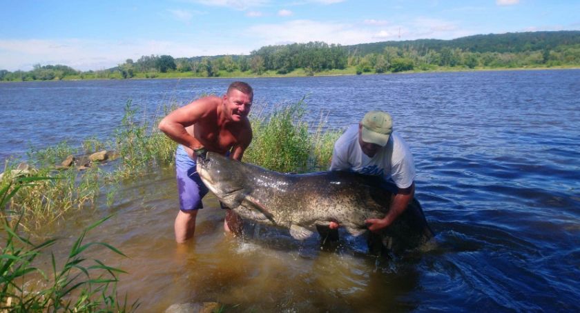 Gigantyczny sum złowiony w Wiśle we Włocławku. Mierzył 221 cm