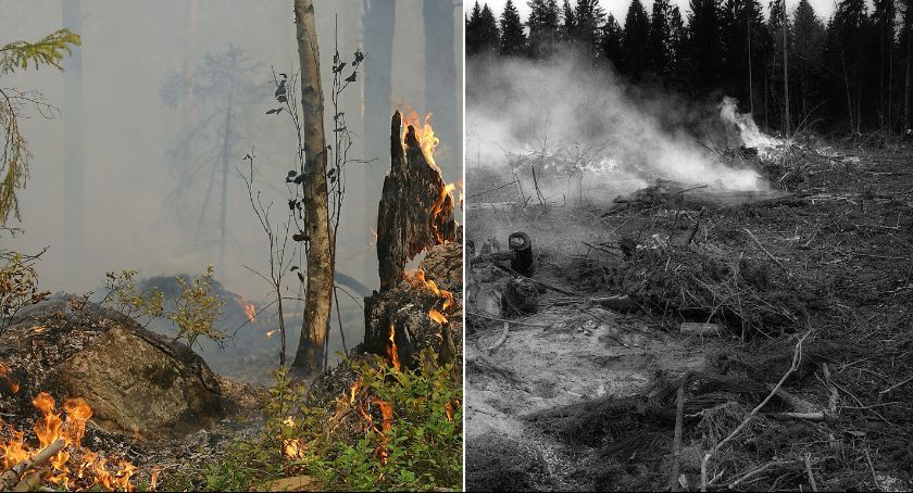 Gmina Izbica Kujawska: Pożar lasu