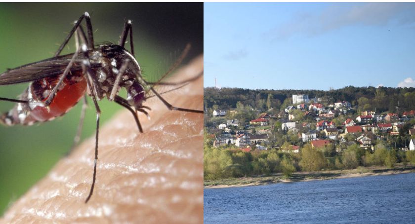 Włocławek walczy z komarami i meszkami. Na tych terenach zaplanowano opryski 