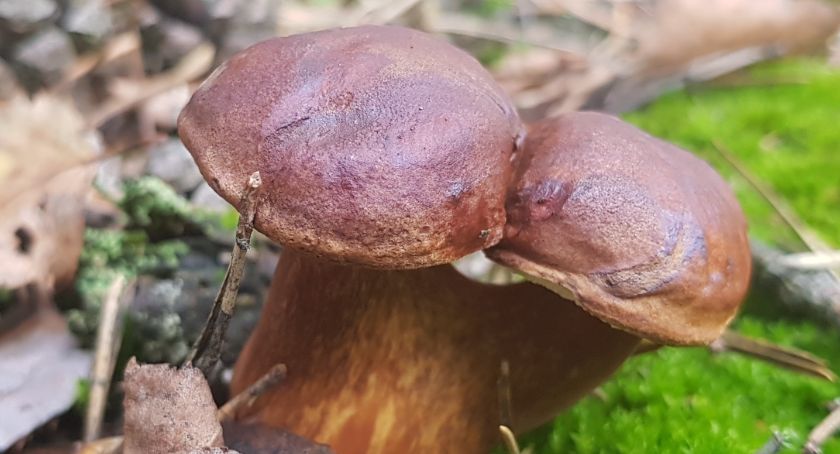 Gdzie na grzyby 2021 we Włocławku i powiecie włocławskim? Najlepsze miejsca dla grzybiarzy [MAPA]