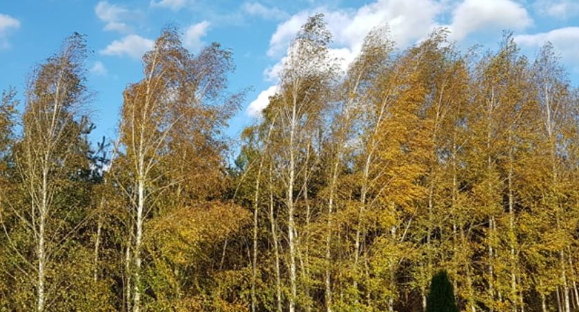 Silny wiatr we Włocławku i okolicach. Jest ostrzeżenie