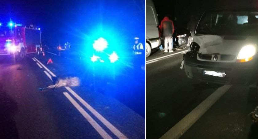 Zderzenie trzech samochodów na DK 91 w Mikanowie. Renault uderzyło w łosia