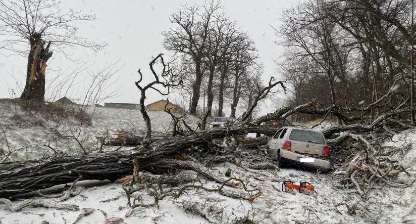 Dwa drzewa przewróciły się na volkswagena  w Świeszu