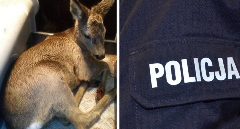 Zranioną sarnę uratowali policjanci