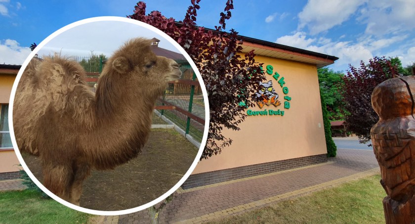Wielbłąd Feliks w mini zoo w Goreniu Dużym