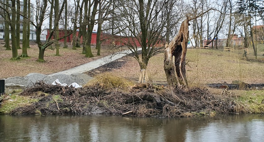 Z Parku Sienkiewicza zniknęło część drzew. Lata zaniedbań teraz przechodzimy terapię szokową [ZDJĘCIA]