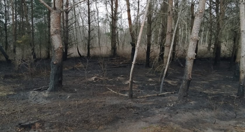 Helikopter w akcji. Pożar w lesie w powiecie włocławskim. To było podpalenie? ZOBACZCIE ZDJĘCIA