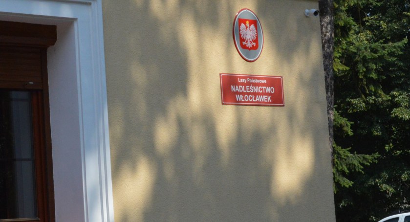 Ceny drewna w Nadleśnictwie Włocławek. Ile zapłacimy za opał?