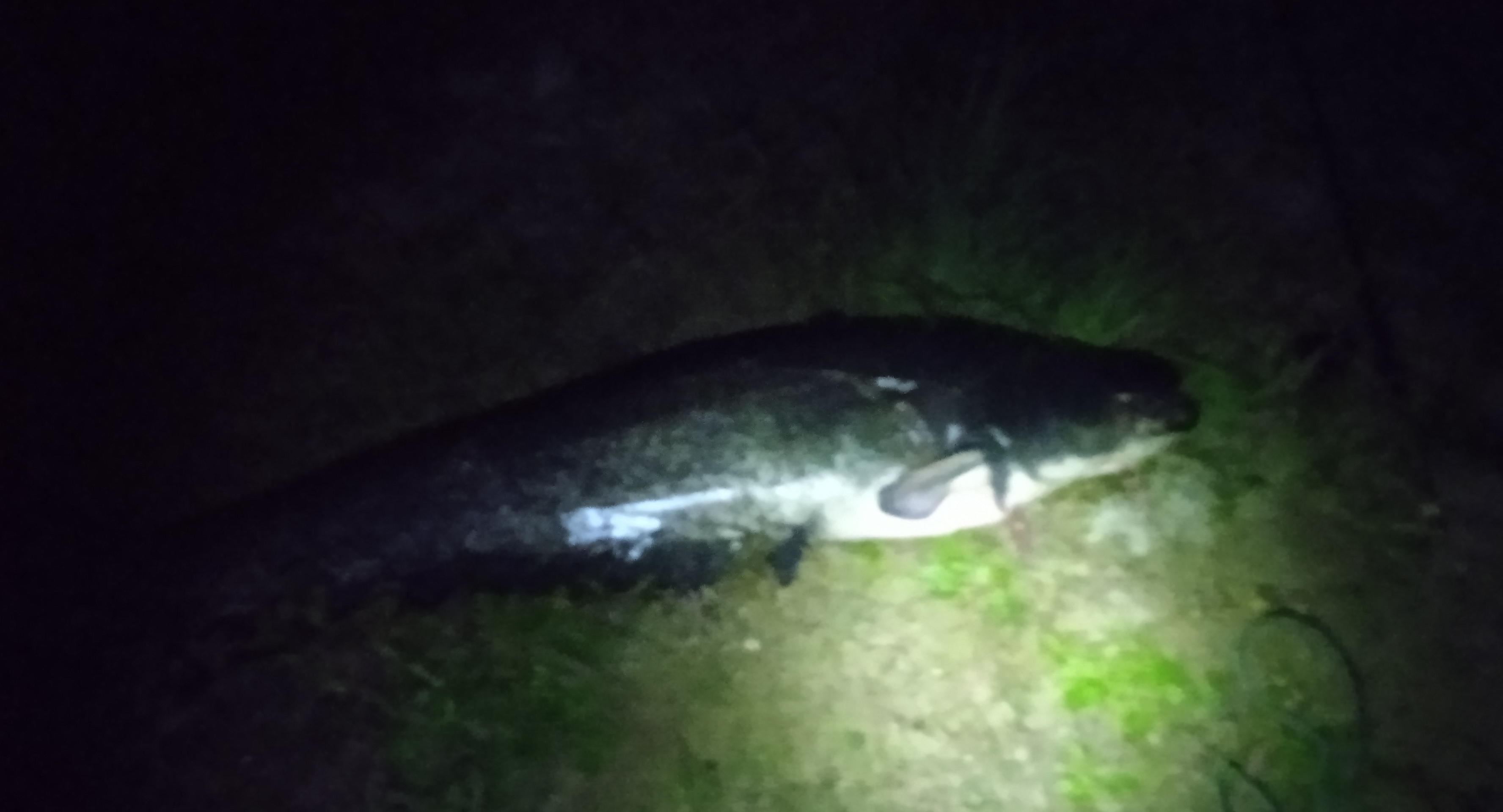 Nielegalny połów ryb na tamie we Włocławku. Kłusownicy trafili do aresztu a 40 kilogramowy sum do wody