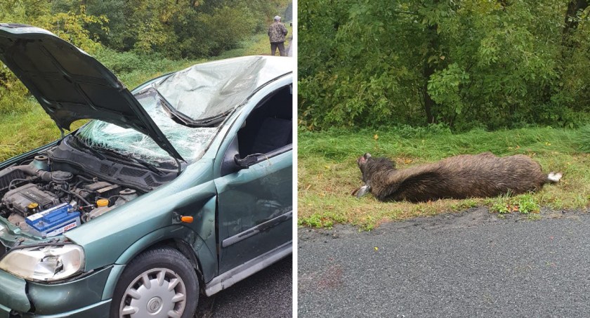 Wypadek na DK 91 między Włocławkiem i Kowalem. Opel zderzył się z łosiem