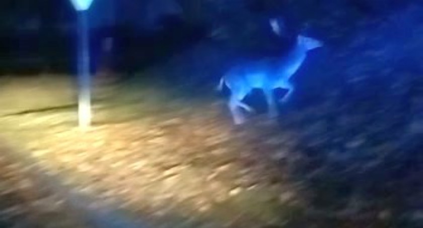 Jeleń na drodze. Policjanci z użyciem sygnałów świetlnych eskortowali zwierzę do lasu [VIDEO]