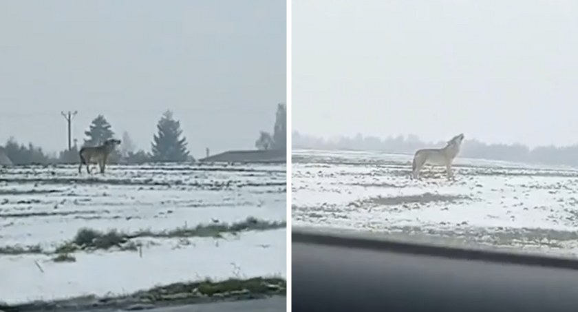 W gminie Choceń pojawił się wilk. Jest nagranie VIDEO