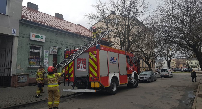 Włocławek: Strażacy ratowali kota. Siedział 5 dni na drzewie [ZDJĘCIA]