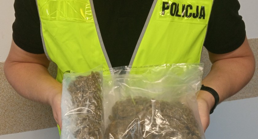 Przeszukanie we Włocławku. U 41-latka znaleźli 300 g marihuany. Grozi mu do 10 lat więzienia