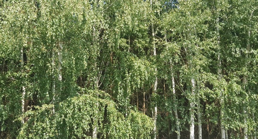 29-latek nakradł drewna z lasu za blisko 7 tysięcy. Teraz stanie przed sądem