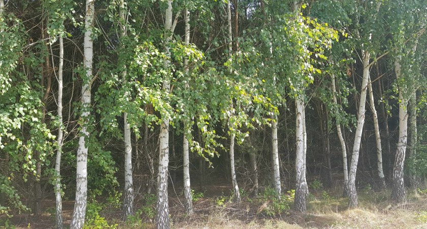 Grzyby we Włocławku i okolicach. Gdzie sprawdzić ich przydatność do spożycia?