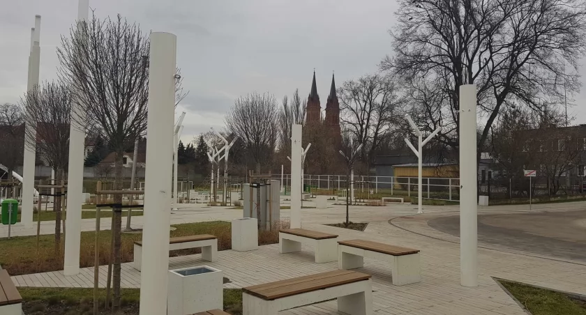 We Włocławku przybędzie drzew. Miasto ogłosiło przetarg na nasadzenia