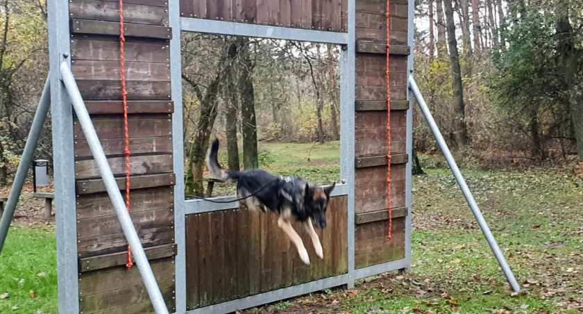 Dragon szkolił się w terenie. Policja trenuje z psami przewodnikami