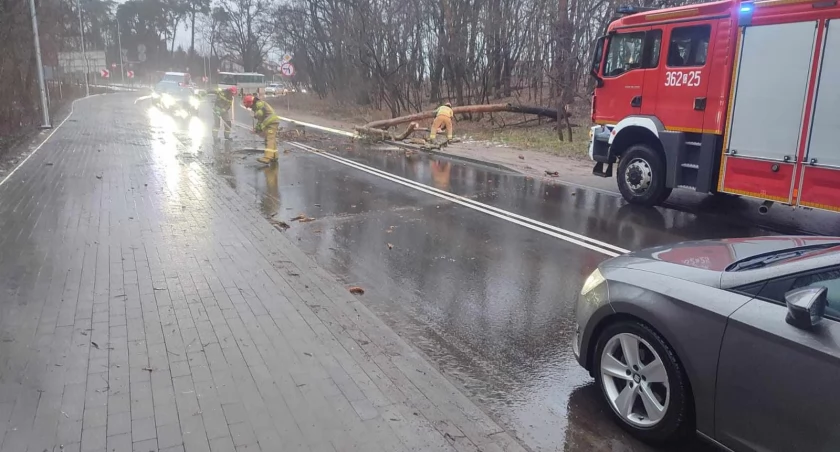 Włocławek: Drzewo przewróciło się na pojazd jadący ulicą Lipnowską