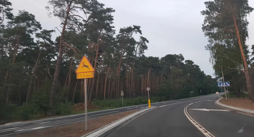 Cyklon Jitka przyniesie wichury. Jest alert dla Włocławka i okolic