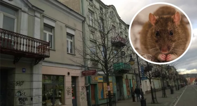 Deratyzacja we Włocławku. Straż Miejska przypomina o obowiązkach właścicieli nieruchomości