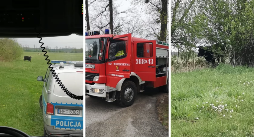 Niebezpieczny byk uciekł z gospodarstwa. Biegał po polach w Warząchewce