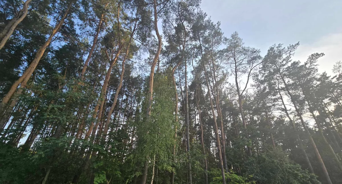 Zrzucą szczepionki z samolotów. Uważajcie na psy i koty