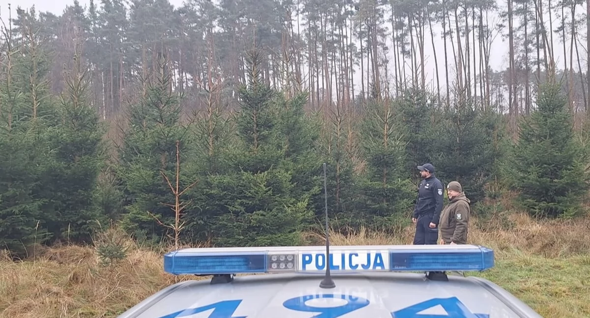 Nielegalna wycinka choinek we Włocławku i okolicach pod lupą! Policja i strażnicy leśni intensyfikują kontrole przed świętami