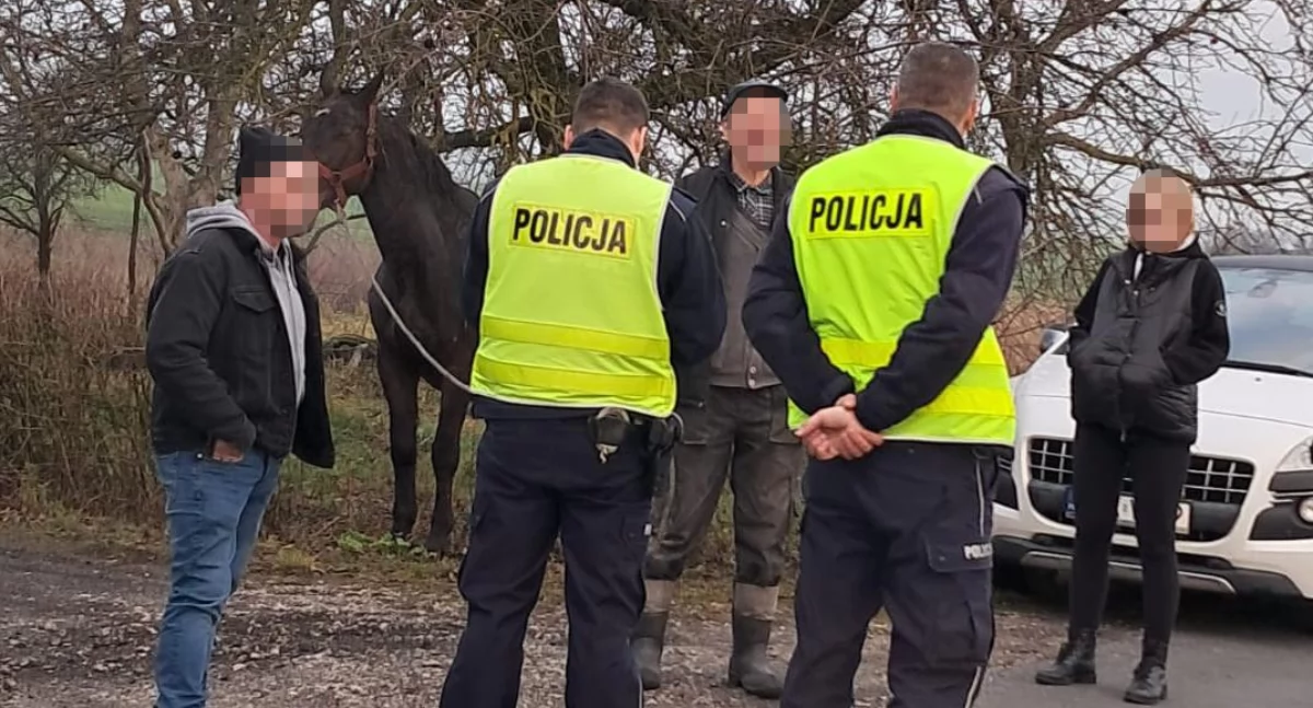 Koń na drodze powiatowej: Nietypowa interwencja  policjantów