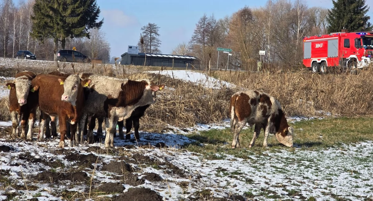 Niecodzienna interwencja strażaków z powiatu włocławskiego. Ruszyli w pościg za bykami!