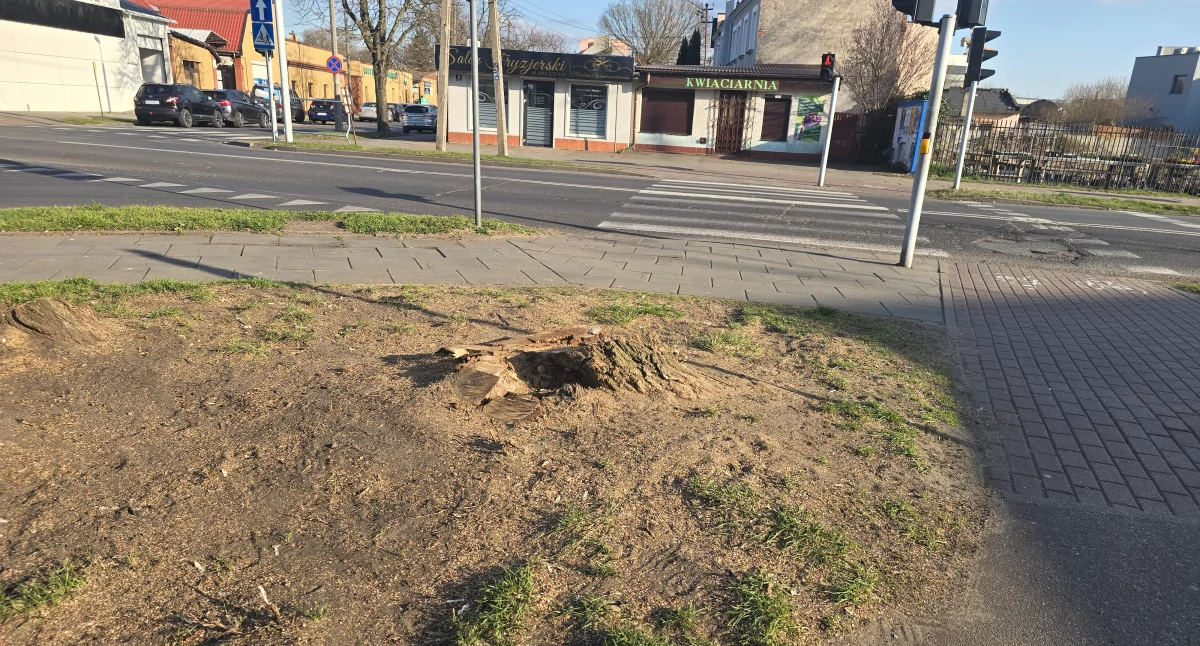 Drzewa zniknęły z krajobrazu Włocławka. Mieszkańcy pytają, urzędnicy tłumaczą