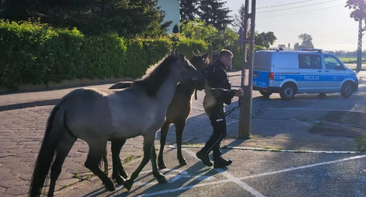 Policjanci zamiast piratów drogowych ścigali... konie! Nietypowa akcja w regionie