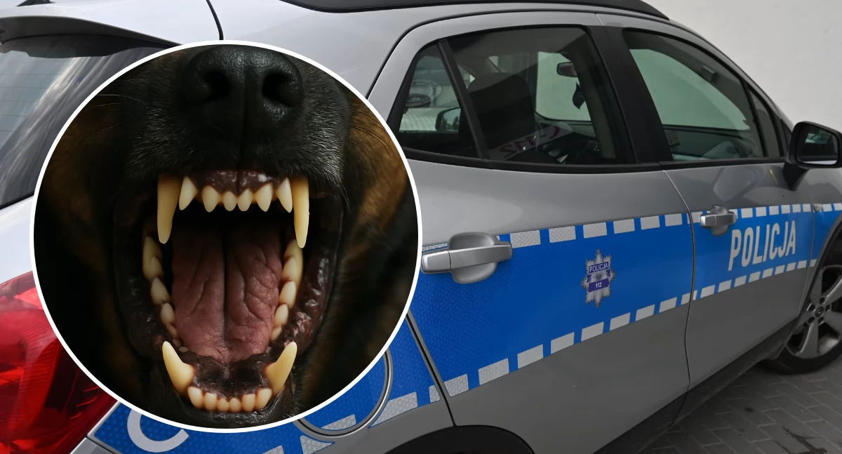 Pies zaatakował dziecko i ojca w centrum Włocławka. Policja musiała użyć broni