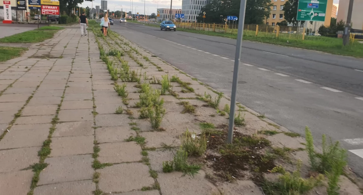 Zieleń po włocławsku – Kruszyńska tonie w chwastach, a radna alarmuje o Toruńską