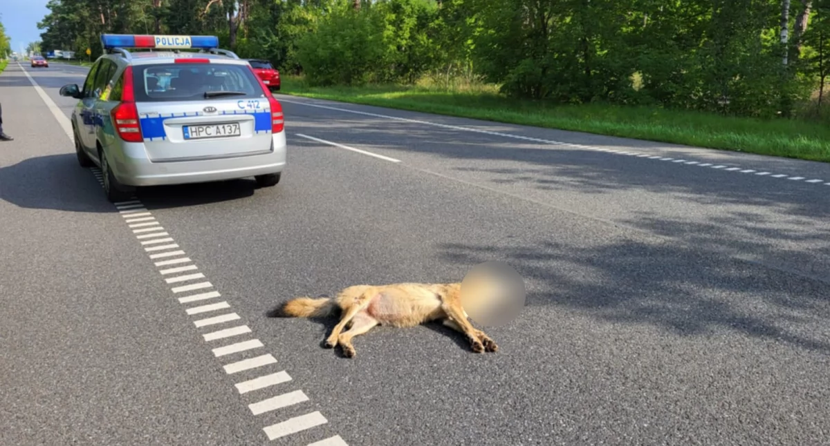 Wilki pod Włocławkiem. Jeden z nich zginął na drodze w stronę Kowala