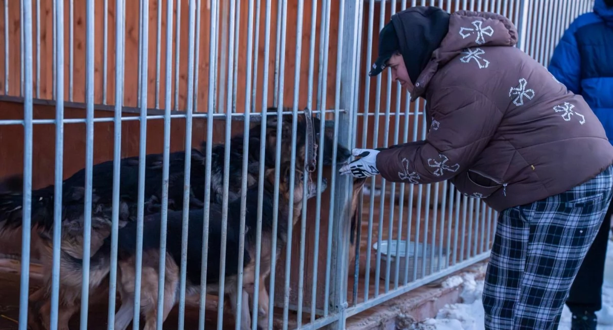 Mrozy i bezpieczeństwo zwierząt. Codzienne kontrole schronisk w całym regionie