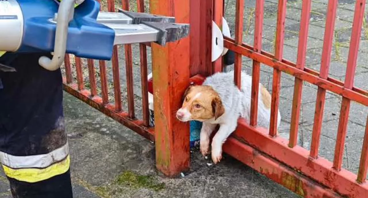 Pies zakleszczony w metalowej bramie w powiecie włocławskim. Akcja strażaków zakończona sukcesem