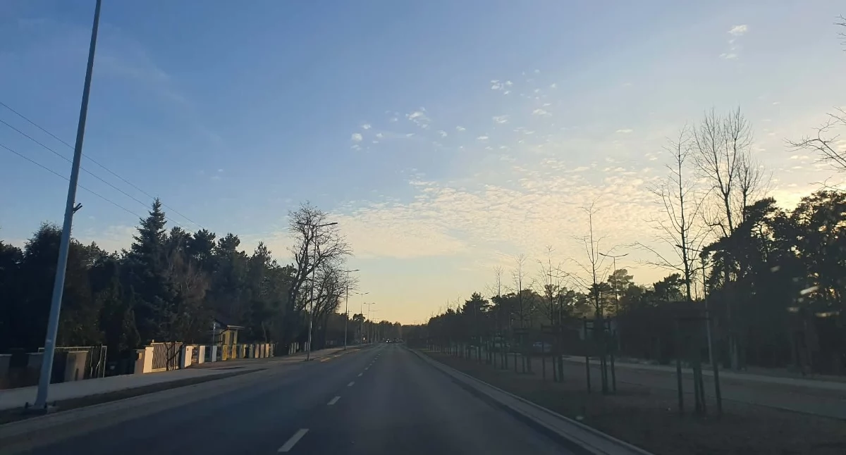 260 nowych drzew we Włocławku. Miasto zazielenia ulice i parki na wiosnę