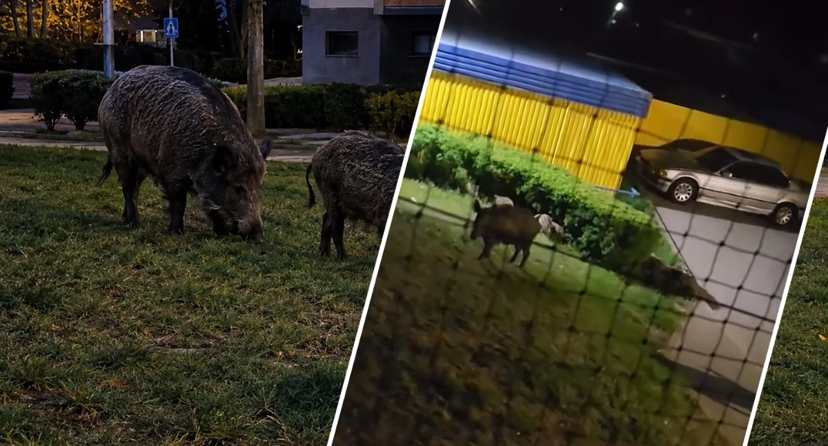Kosze na śmieci zdemolowane przez dziki we Włocławku. Mieszkaniec proponuje nowe sposoby walki