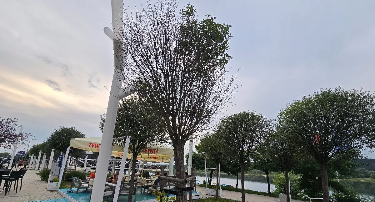Co dzieje się z zielenią przy  Piwnej we Włocławku?