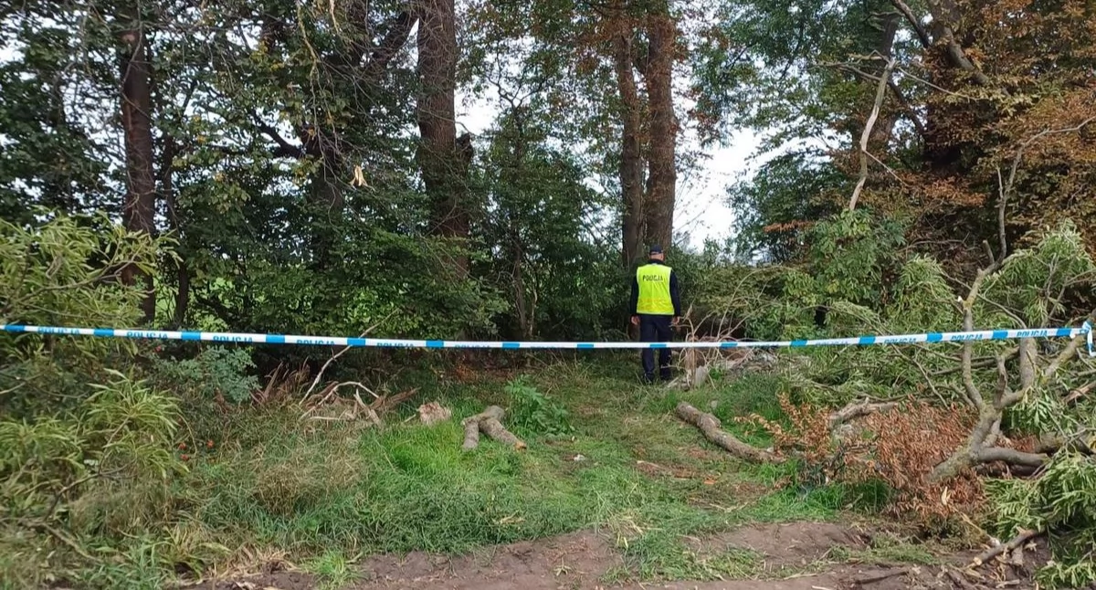 Tragedia w gminie Osięciny. 34-latek zginął podczas wycinki drzewa