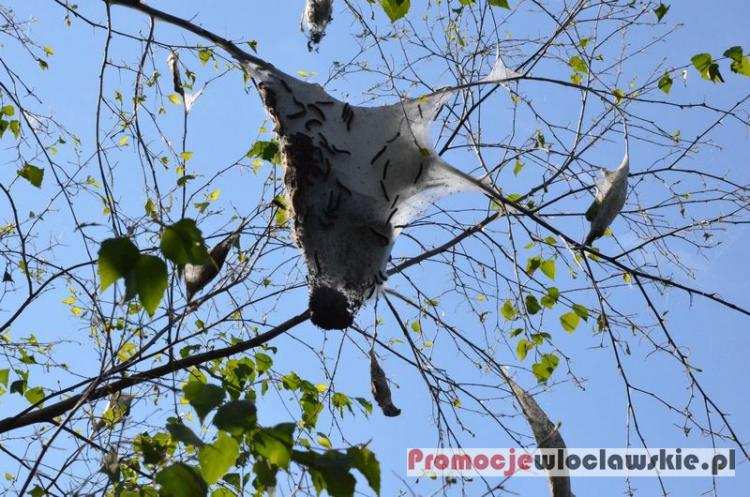 Plaga gąsienic pod Włocławkiem. Mieszkańcy się niepokoją [ZDJĘCIA]