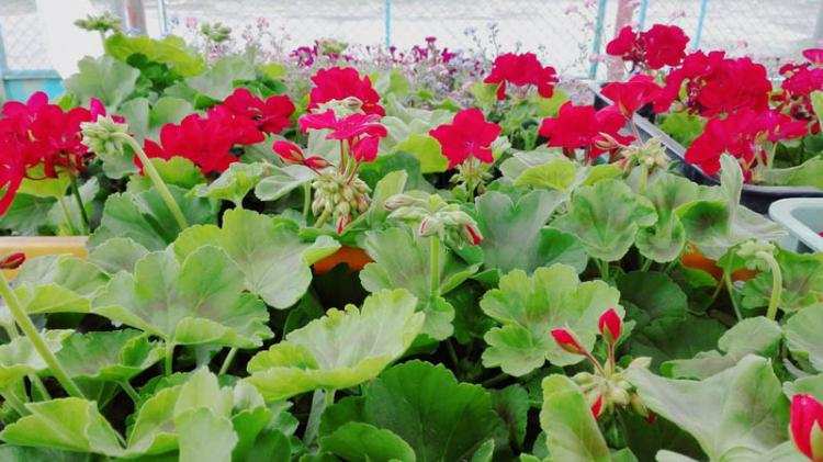 Sposób na komary w ogrodzie. Zapoznaj się z ofertą