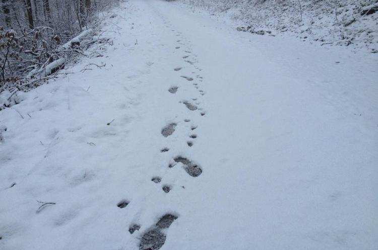 Zdradziły go ślady butów na śniegu. Mężczyzna trafił do ...