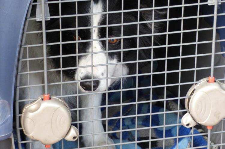 Zabroniony handel na „Pchlim targu”. Strażnicy wezwali policję i ...