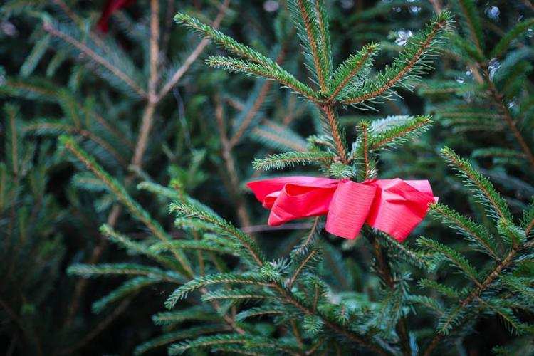 Nasze województwo to „królestwo choinki”. Gdzie można je nabyć?