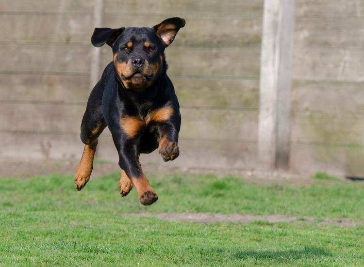 Rottweiler, który pogryzł 3-latka w Kowalu trafił pod obserwację. Co dalej?