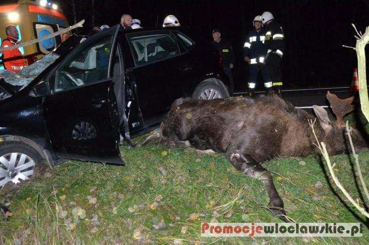 Łosie na drodze! Rozbity motocykl i samochód osobowy. Dwie osoby trafiły do szpitala