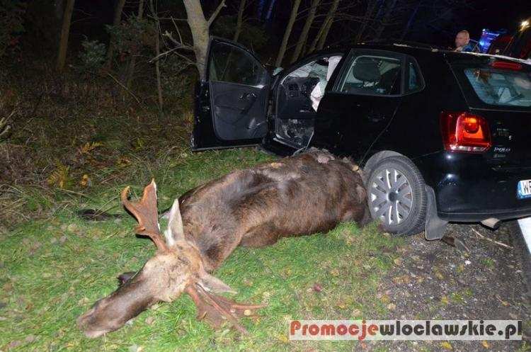 Zderzenie samochodu z łosiem w Wistce Szlacheckiej. Dwie osoby w szpitalu [ZDJĘCIA]